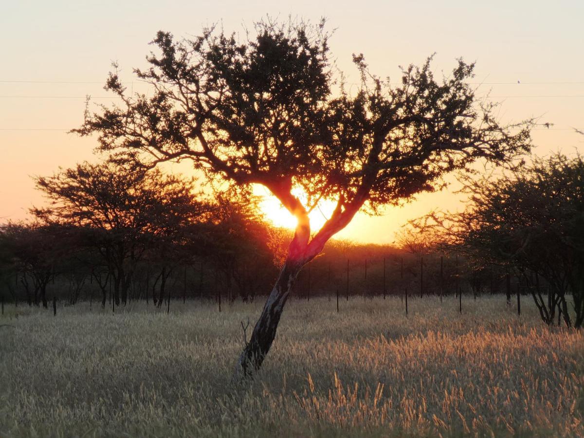 Lion'S Den Guesthouse Otjiwarongo Exteriér fotografie