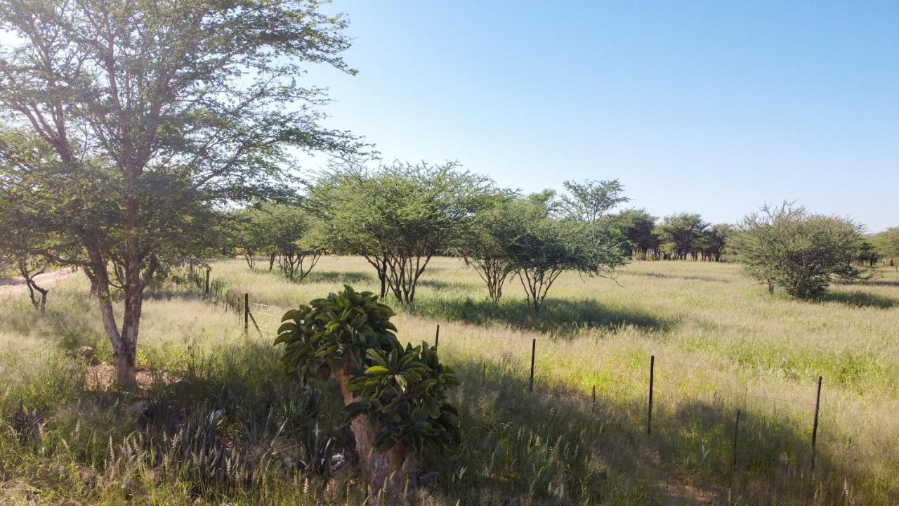 Lion'S Den Guesthouse Otjiwarongo Exteriér fotografie