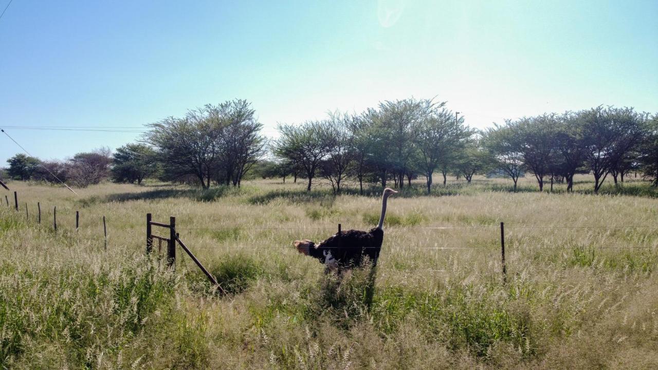 Lion'S Den Guesthouse Otjiwarongo Exteriér fotografie